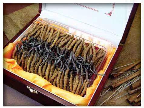 青铜峡冬虫夏草回收